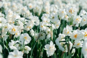Idyllic Spring Scenery: Blooming White Daffodils in Dutch Field