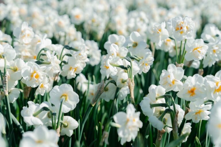 Idyllic Spring Scenery: Blooming White Daffodils in Dutch Field